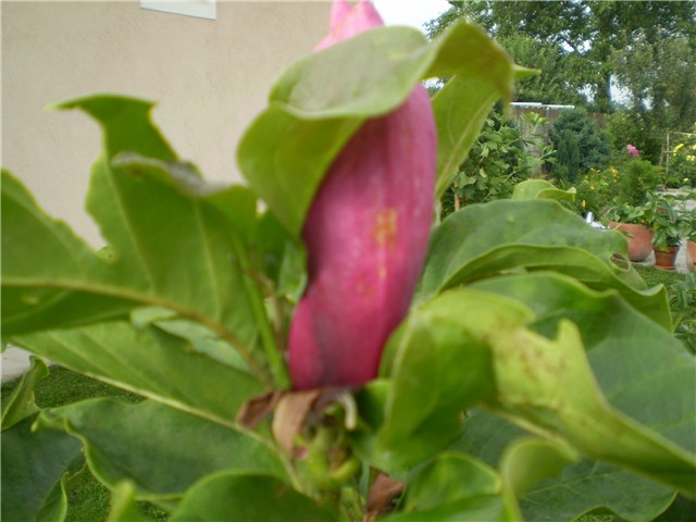 magnolija